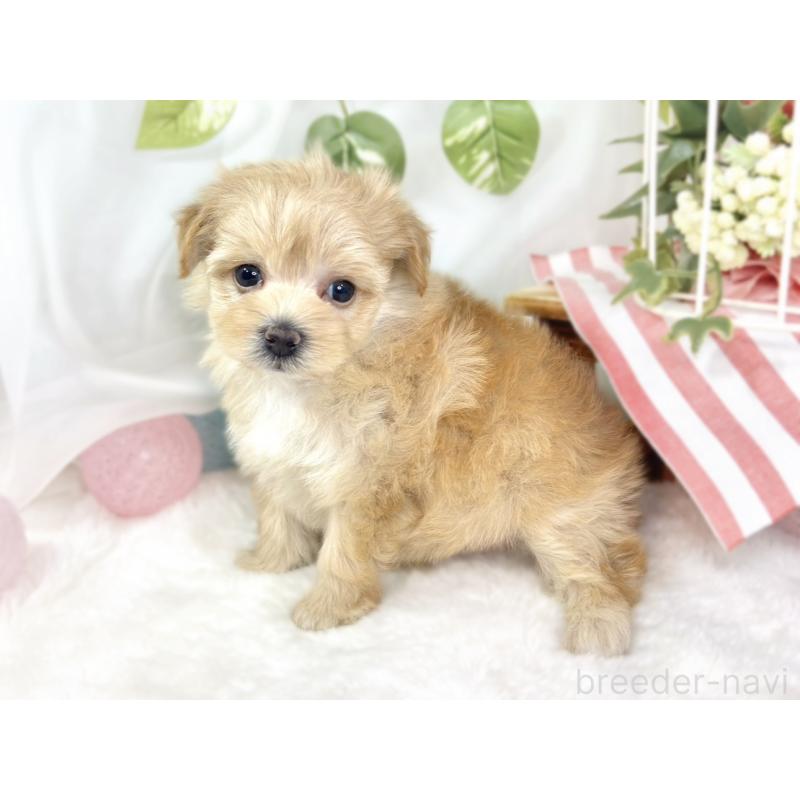 販売中の滋賀県のマルプー:マルチーズ×トイプードル-430733の2枚目