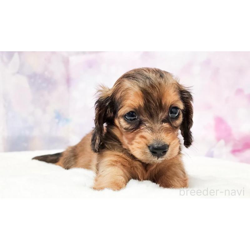 販売中の大阪府のミニチュアダックスフンド(ロングヘアード)-430734の5枚目