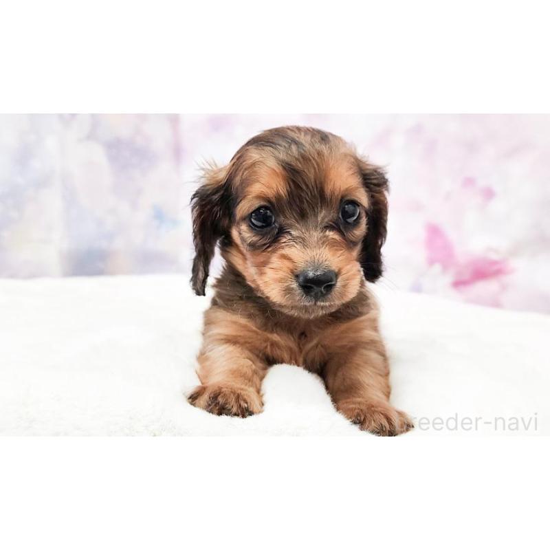 販売中の大阪府のミニチュアダックスフンド(ロングヘアード)-430734の3枚目