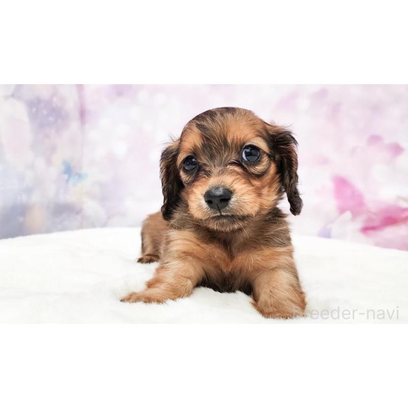 販売中の大阪府のミニチュアダックスフンド(ロングヘアード)-430734の4枚目