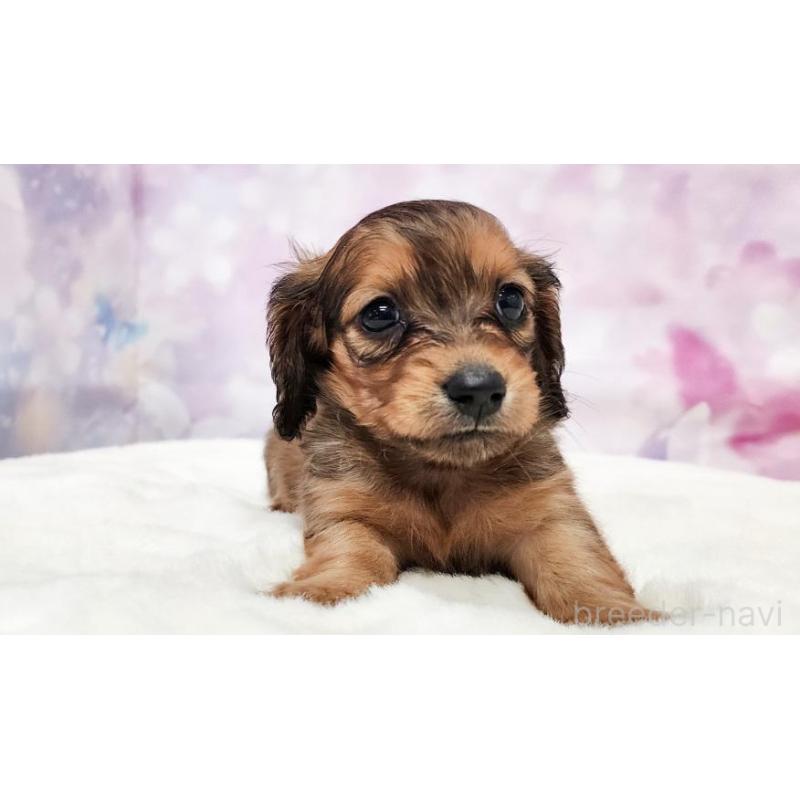 販売中の大阪府のミニチュアダックスフンド(ロングヘアード)-430734の2枚目