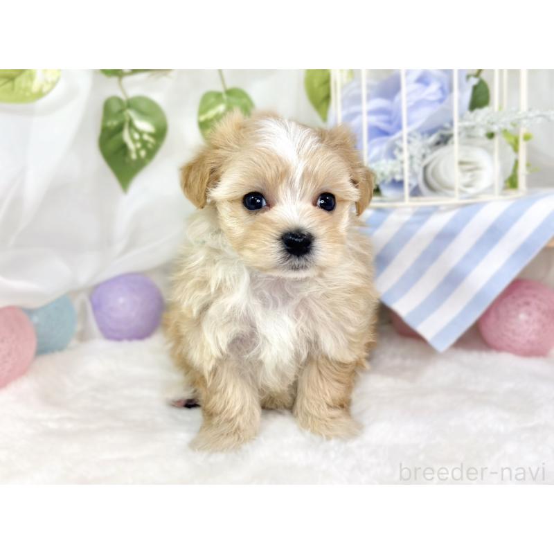 販売中の滋賀県のマルプー:マルチーズ×トイプードル-430736の4枚目