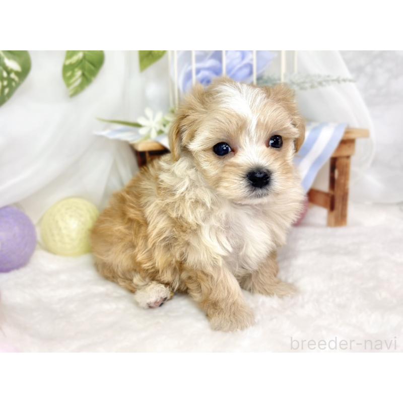 販売中の滋賀県のマルプー:マルチーズ×トイプードル-430736の3枚目