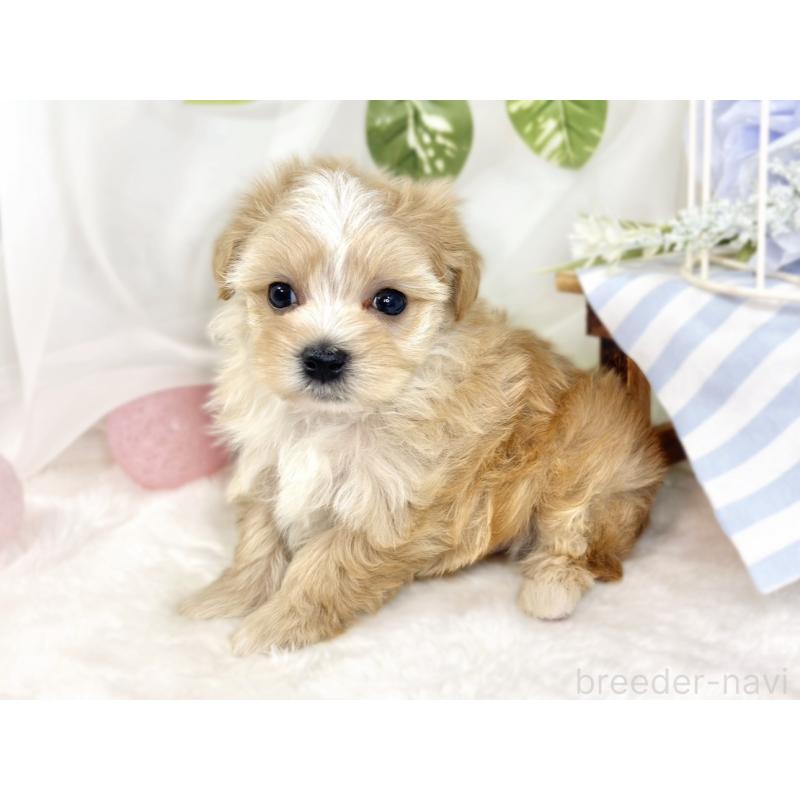 販売中の滋賀県のマルプー:マルチーズ×トイプードル-430736の2枚目