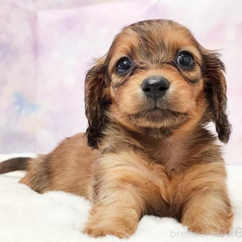 販売中の大阪府のミニチュアダックスフンド(ロングヘアード)-430734の1枚目