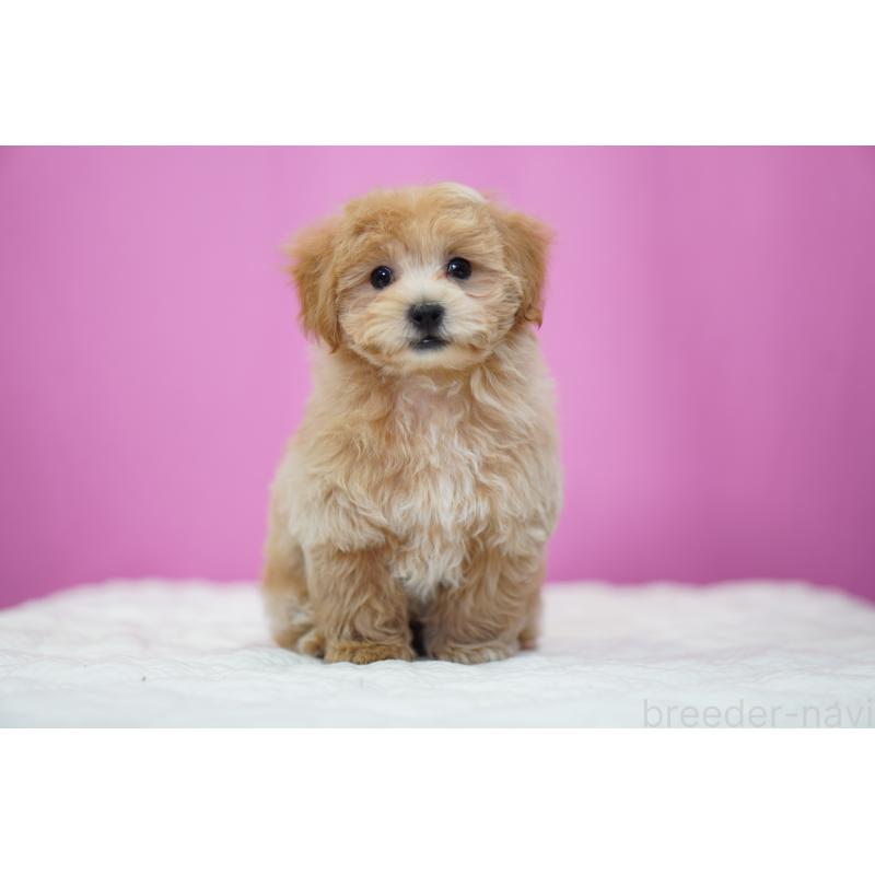 成約済の埼玉県のマルプー:マルチーズ×トイプードル-424508の6枚目