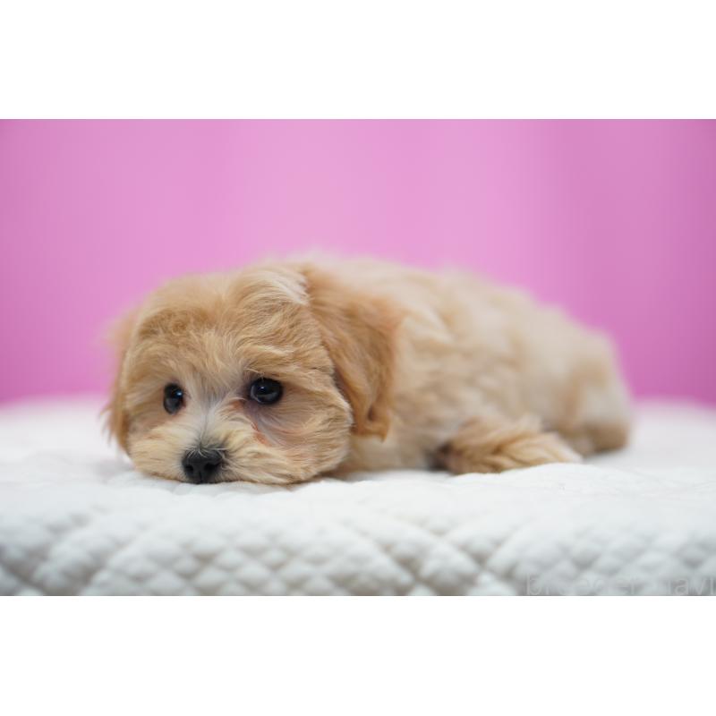 成約済の埼玉県のマルプー:マルチーズ×トイプードル-424508の4枚目