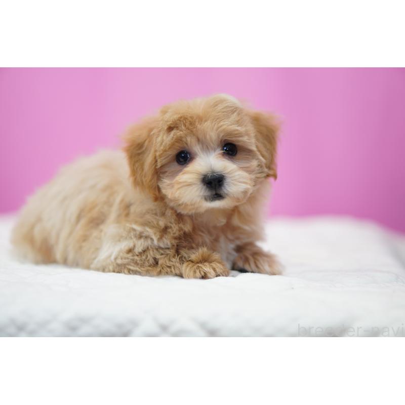 成約済の埼玉県のマルプー:マルチーズ×トイプードル-424508の3枚目