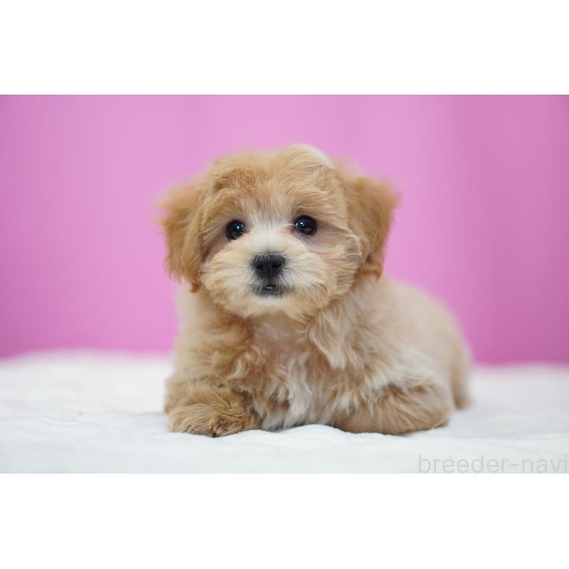 成約済の埼玉県のマルプー:マルチーズ×トイプードル-424508の2枚目