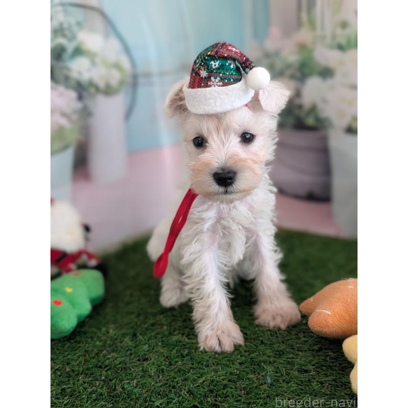 販売中の北海道のミニチュアシュナウザー-430738の15枚目