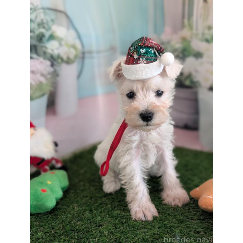 販売中の北海道のミニチュアシュナウザー-430738の14枚目