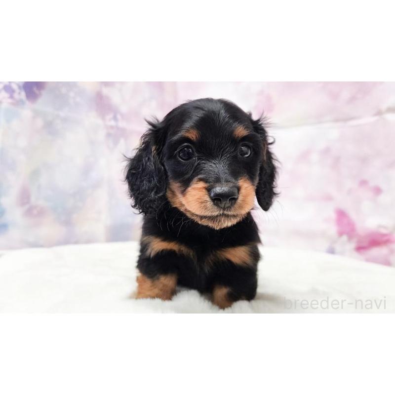 販売中の大阪府のミニチュアダックスフンド(ロングヘアード)-430737の4枚目