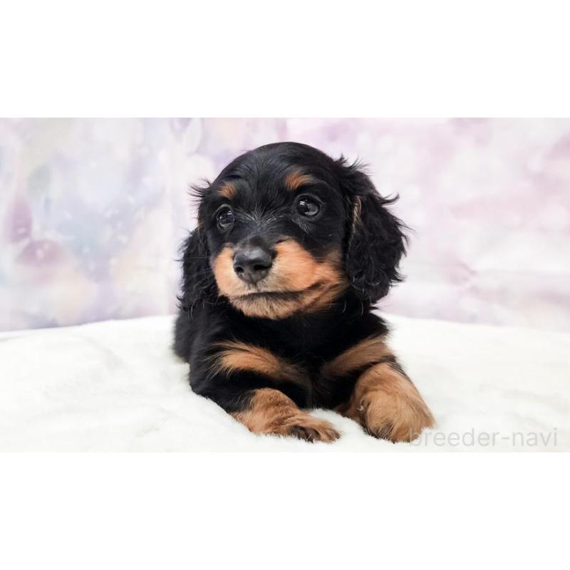 販売中の大阪府のミニチュアダックスフンド(ロングヘアード)-430737の5枚目