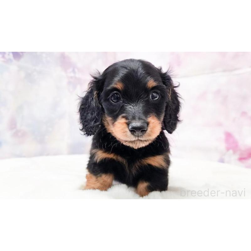 販売中の大阪府のミニチュアダックスフンド(ロングヘアード)-430737の3枚目