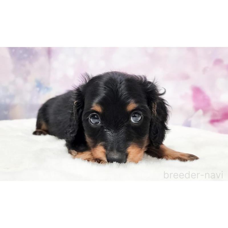 販売中の大阪府のミニチュアダックスフンド(ロングヘアード)-430737の2枚目