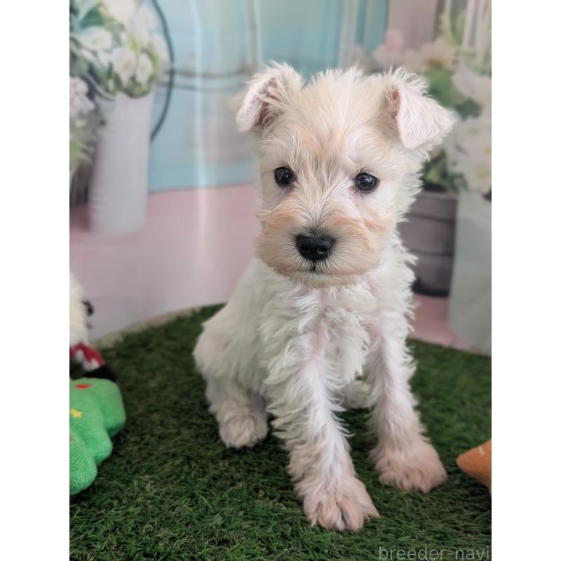 販売中の北海道のミニチュアシュナウザー-430738の13枚目