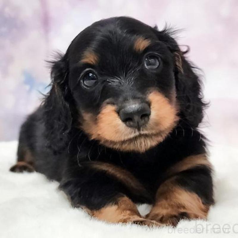 販売中の大阪府のミニチュアダックスフンド(ロングヘアード)-430737の1枚目