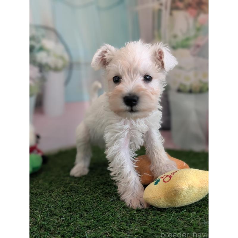 販売中の北海道のミニチュアシュナウザー-430738の12枚目