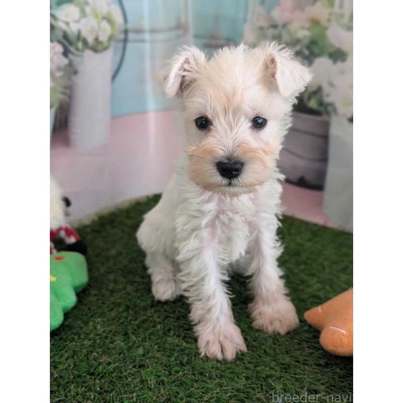 販売中の北海道のミニチュアシュナウザー-430738の11枚目