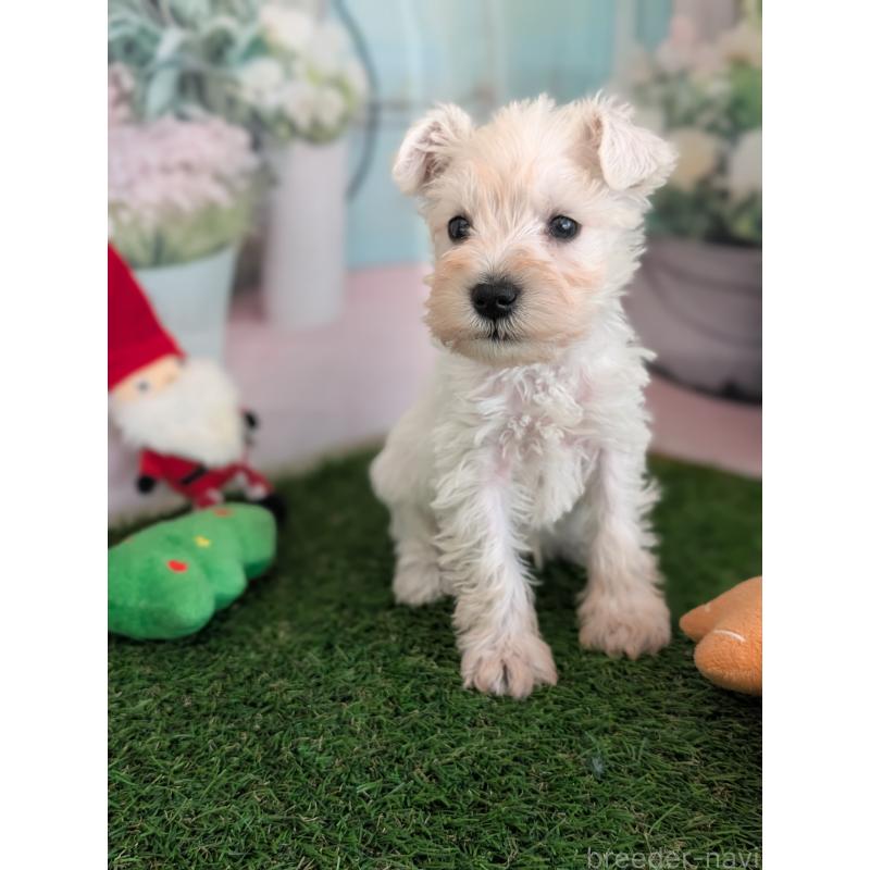 販売中の北海道のミニチュアシュナウザー-430738の10枚目