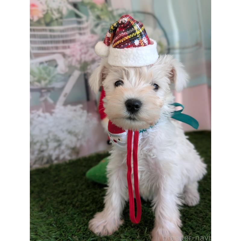 販売中の北海道のミニチュアシュナウザー-430738の9枚目