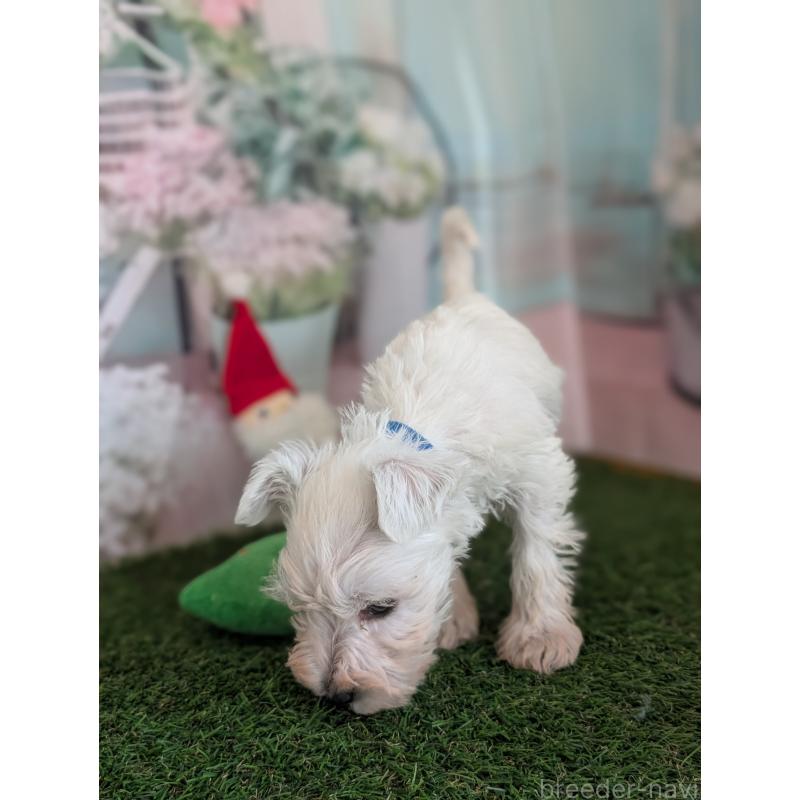 販売中の北海道のミニチュアシュナウザー-430738の8枚目