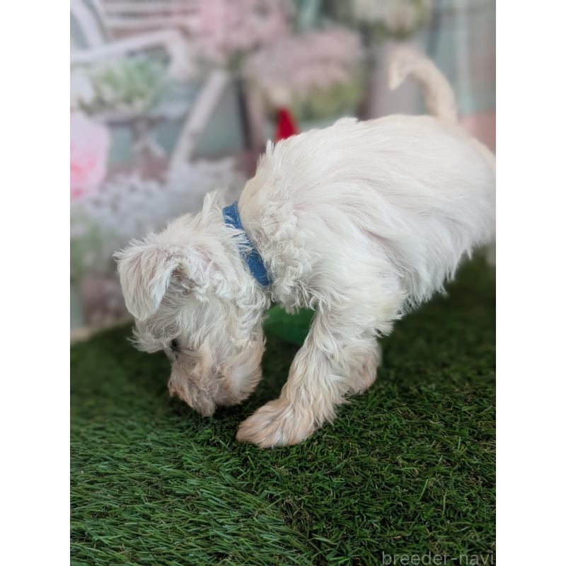 販売中の北海道のミニチュアシュナウザー-430738の7枚目