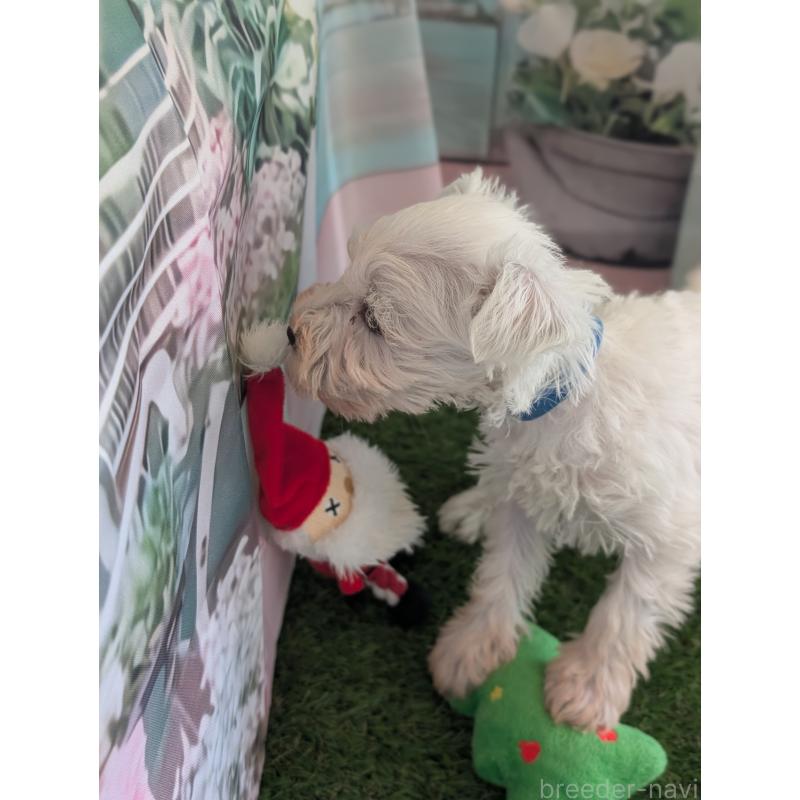 販売中の北海道のミニチュアシュナウザー-430738の6枚目