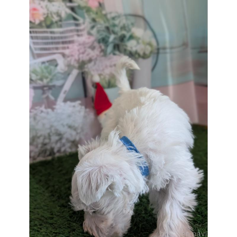 販売中の北海道のミニチュアシュナウザー-430738の5枚目