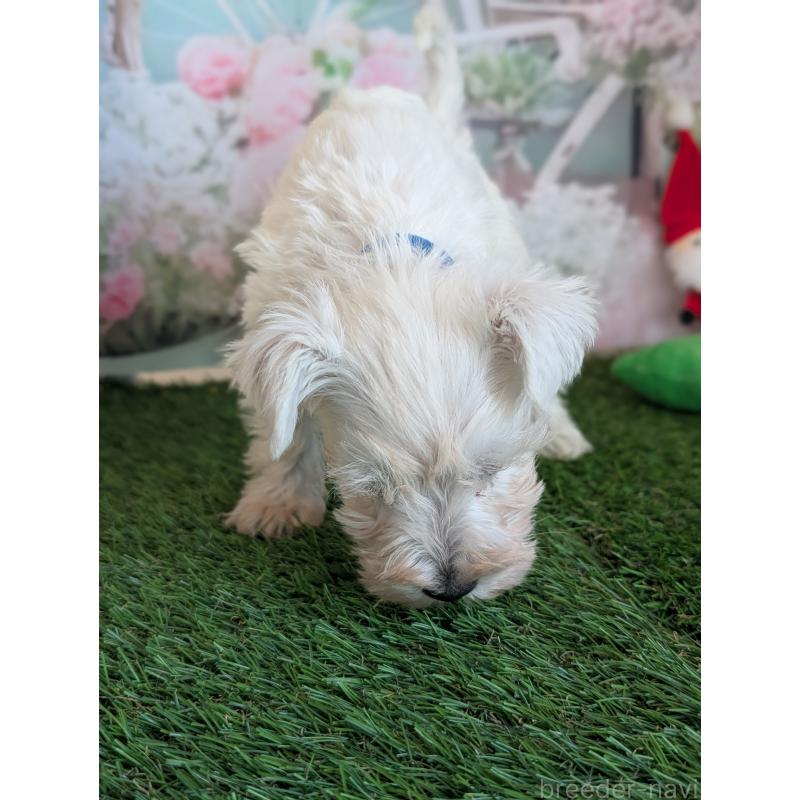 販売中の北海道のミニチュアシュナウザー-430738の4枚目