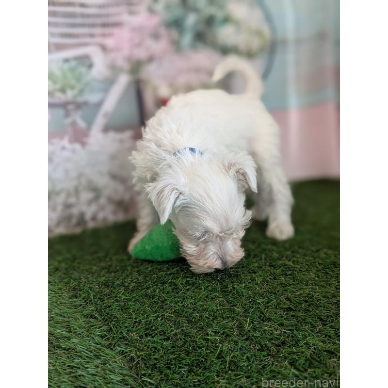 販売中の北海道のミニチュアシュナウザー-430738の3枚目