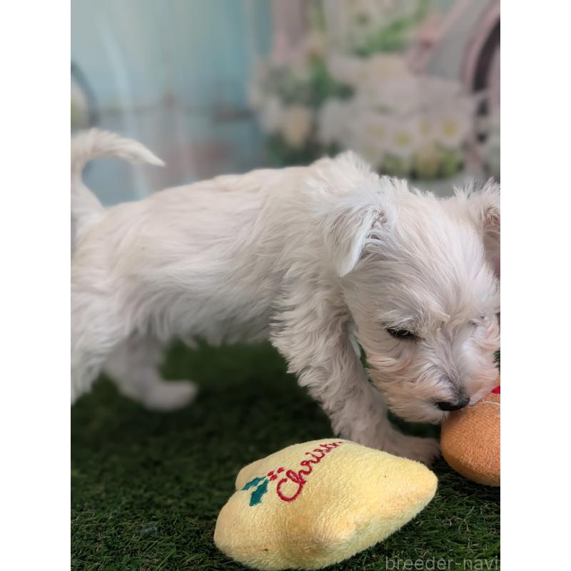 販売中の北海道のミニチュアシュナウザー-430738の2枚目