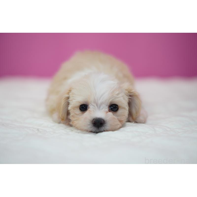 販売中の埼玉県のマルプー:マルチーズ×トイプードル-429297の5枚目