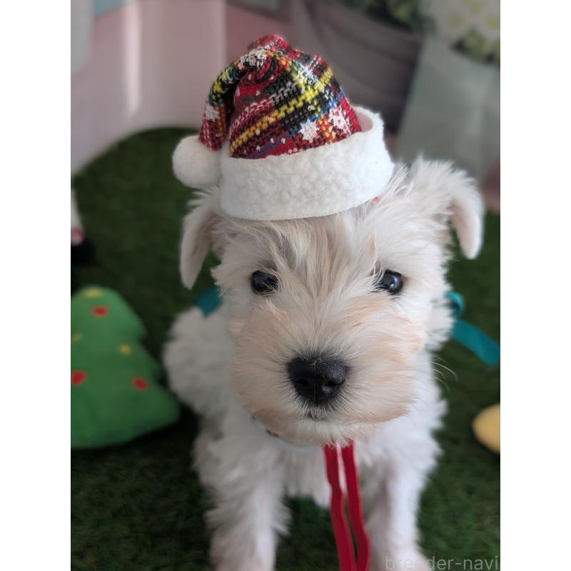 販売中の北海道のミニチュアシュナウザー-430740の12枚目