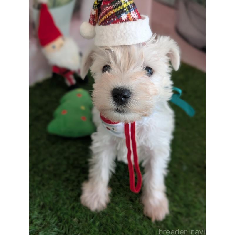 販売中の北海道のミニチュアシュナウザー-430740の11枚目