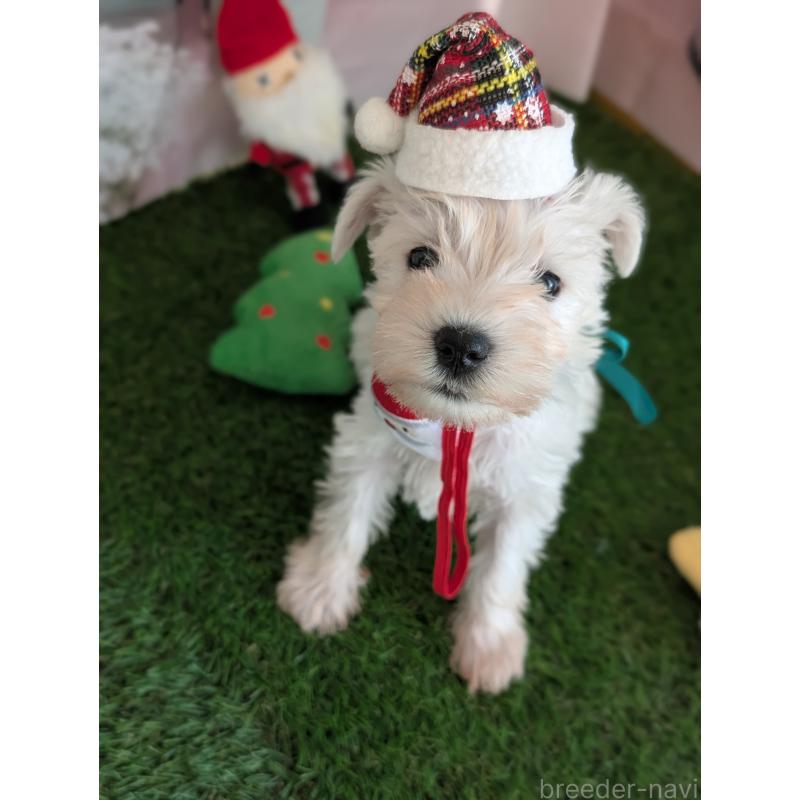 販売中の北海道のミニチュアシュナウザー-430740の10枚目