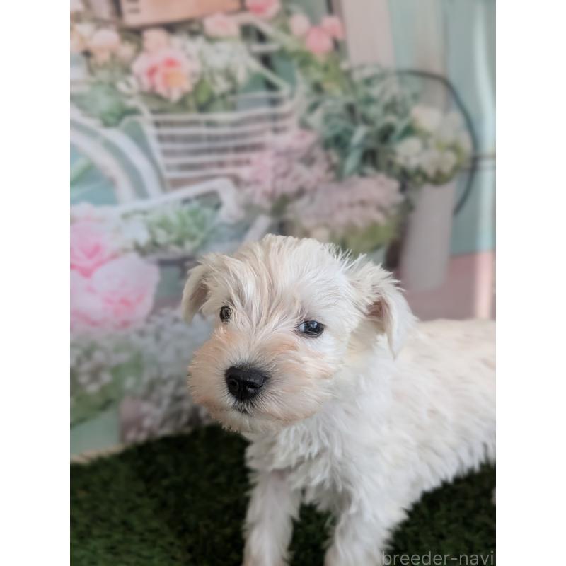 販売中の北海道のミニチュアシュナウザー-430740の9枚目