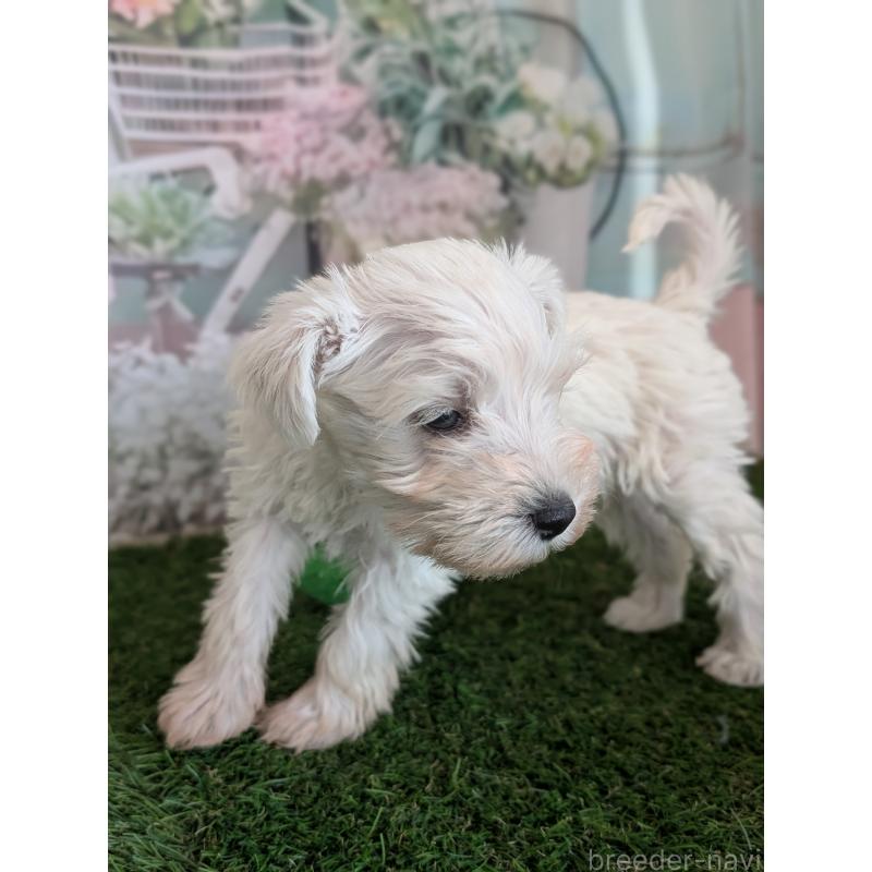 販売中の北海道のミニチュアシュナウザー-430740の8枚目