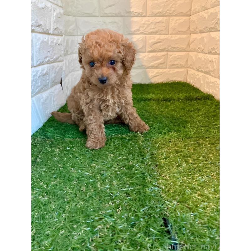 販売中の東京都のタイニープードル-430696の2枚目