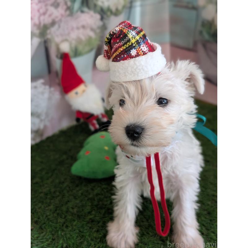 販売中の北海道のミニチュアシュナウザー-430740の7枚目