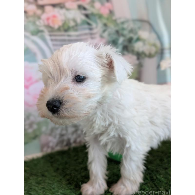 販売中の北海道のミニチュアシュナウザー-430740の6枚目