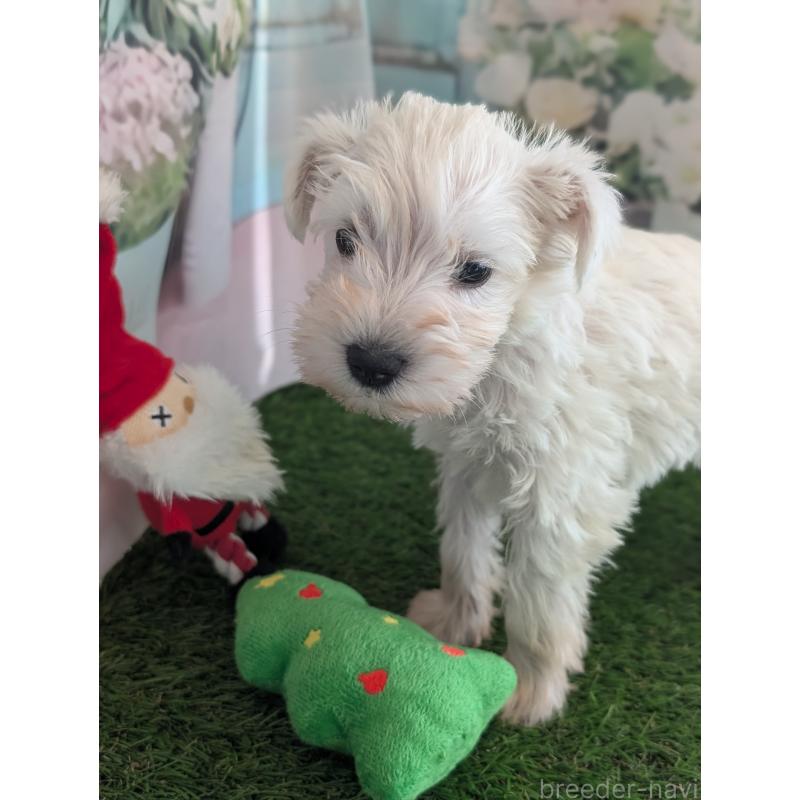 販売中の北海道のミニチュアシュナウザー-430740の5枚目