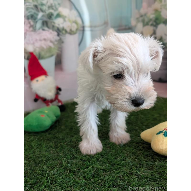 販売中の北海道のミニチュアシュナウザー-430740の4枚目