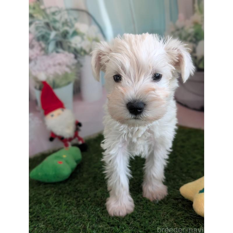 販売中の北海道のミニチュアシュナウザー-430740の3枚目