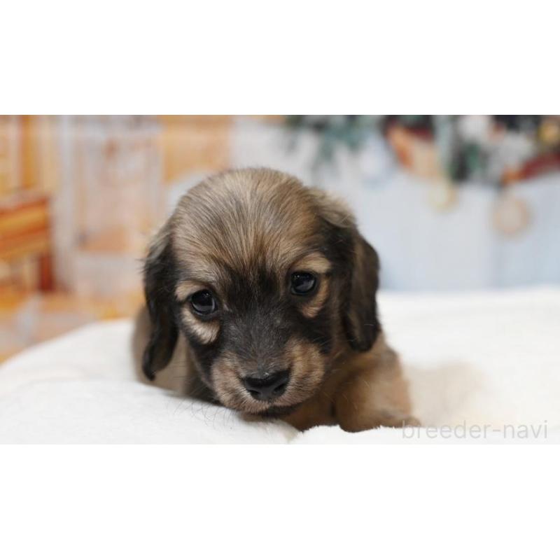 販売中の大阪府のミニチュアダックスフンド(ロングヘアード)-430739の5枚目