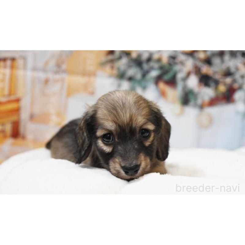 販売中の大阪府のミニチュアダックスフンド(ロングヘアード)-430739の4枚目