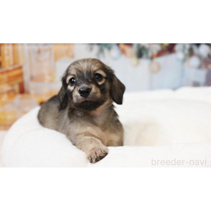 販売中の大阪府のミニチュアダックスフンド(ロングヘアード)-430739の2枚目