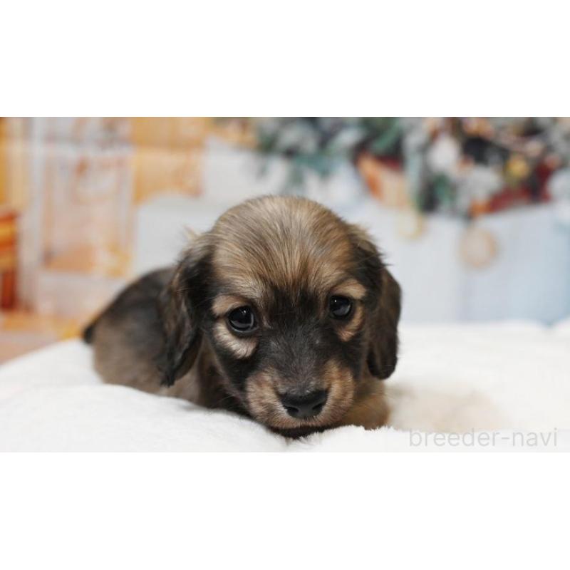 販売中の大阪府のミニチュアダックスフンド(ロングヘアード)-430739の3枚目