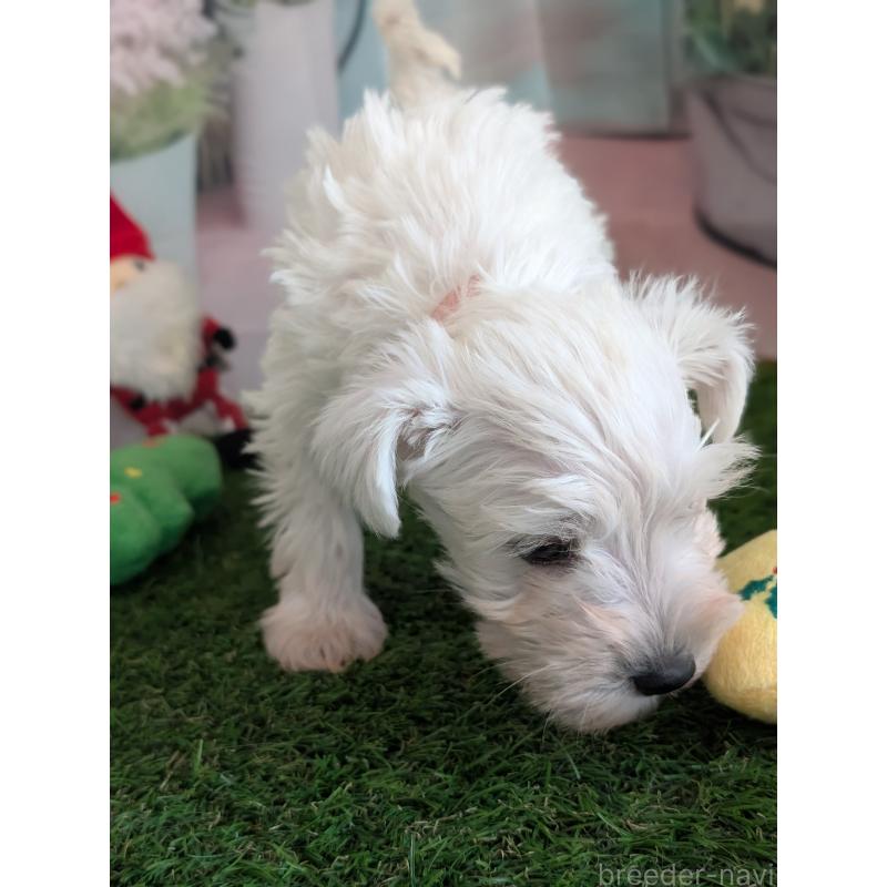 販売中の北海道のミニチュアシュナウザー-430740の2枚目