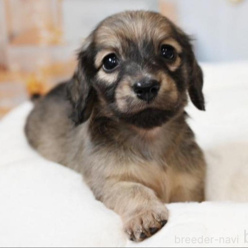 販売中の大阪府のミニチュアダックスフンド(ロングヘアード)-430739